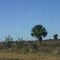 Lone Palm