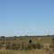 Cow Country