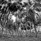 Sabal Palm Hammock