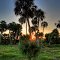 Sabal Palm Sunrise