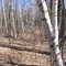 Birch trees at Huiras Lake, Sheboygan Cty, WI