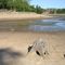 The bottom of Lake Delton is full of tree stumps!