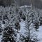 Christmas tree farm in the snow.