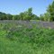 Lupines at the rest area on I39