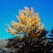 Golden Fall Color