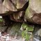 Lehigh Gorge Overhanging Rock