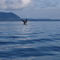 Whale
