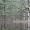 Wolf Pond