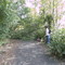 If a tree falls...