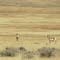 Pronghorn antelope, Modoc County, CA