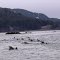 Sea Otters
