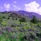 Bidwell Mountain from High Grade Road