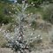 A beautiful thistle just below Fandango Pass - Aug 2010