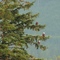 Bald Eagle Familiy