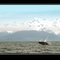 Alaskan Jumping Humpy - Stephen's Passage
