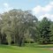 Weeping Willows