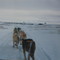 Sled Dogs