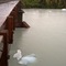 Dangerous River Bridge