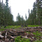 Salvage Logs and Clearcuts in the Rainforest