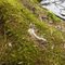 A Trace of Otter's lunch in Situk river