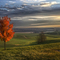 Red Tree 2