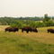 Lake Tobias Animal Park