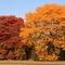 Trees in fall