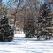 Bradford Woods