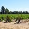 Sonoma Red Wine