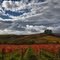 Carneros Vineyards in Autumn