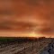 Carneros Fog at Dawn