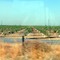 California's vine