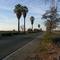 Palm Trees, Golden State Boulevard  (View Northwest)