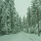 Emigrant Trail