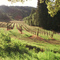 Vineyard at Christian Brothers