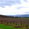 Moon Mountain Rd Sonoma Valley