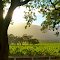 Sonoma County Afternoon