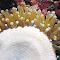 Heliofungia actiniformis.  Papua New Guinea.  Underside of a polyp.  Photograph: Neville Coleman.