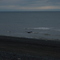 Bald Eagle looking for clams on Whiskey Gulch in Alaska 5-09