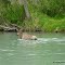 USA, ALASKA - Moose crossing the Kenai River