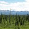 2010-07-05 - Glenn Hwy, looking SW.