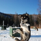 Friendly Husky, Chena Hot Springs