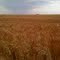 Rooks County Wheat POWERHOUSE June 2010