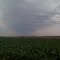 June 2010 Corn field