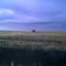 Wheatfield May 10