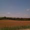 Rooks County Wheat