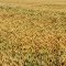 Wheat ready for harvest