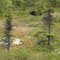 July 2,  2010, Port Alsworth, Alaska