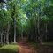 birch forest on the trail to tanalian falls