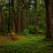 Green Ground Cover on Stany Trail
